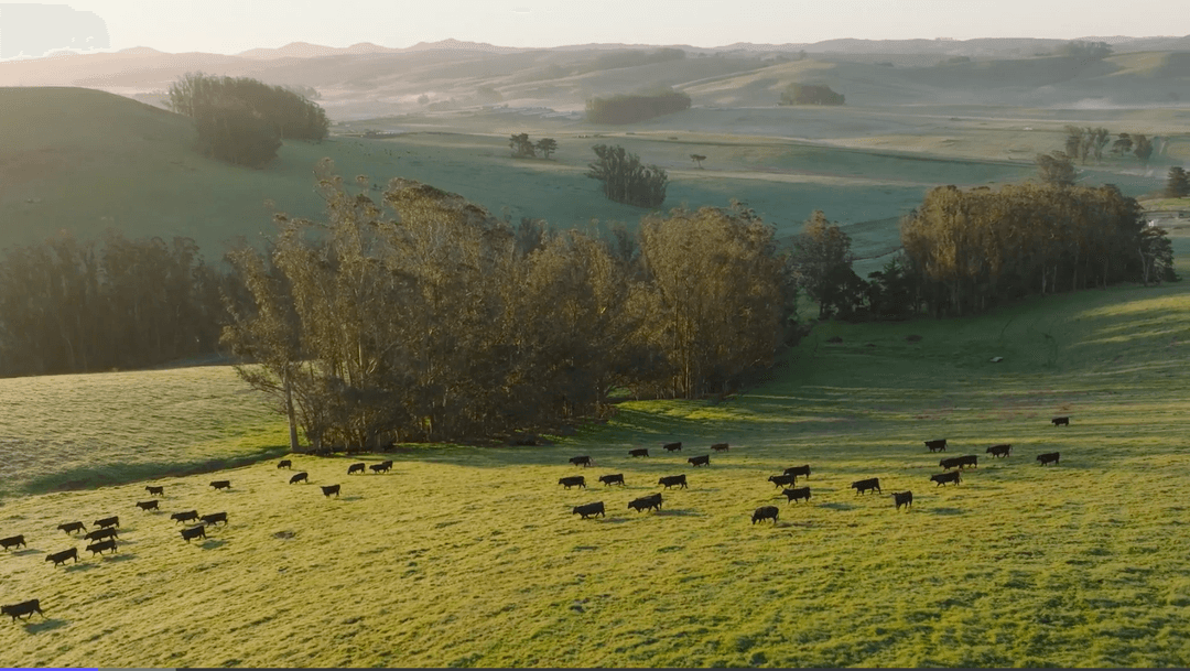 Promotional image for Force of Nature