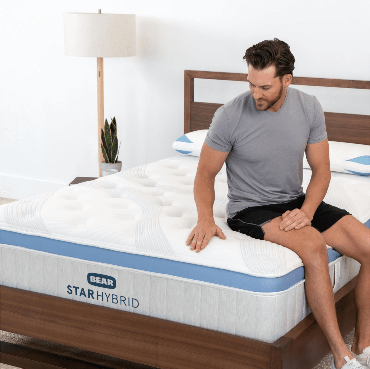 Bear Star Hybrid - view 2