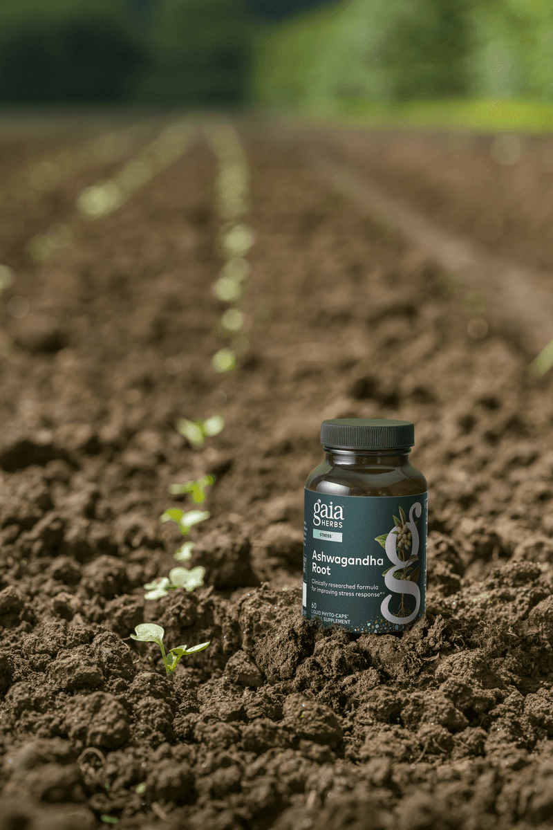 Ashwagandha Root - view 4